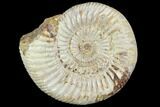 Polished Jurassic Ammonite (Perisphinctes) - Madagascar #104937-1